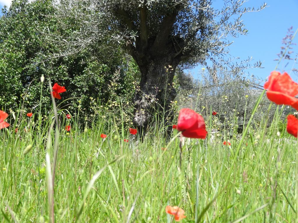 Bed and Breakfast Les 4 Elements Tourrettes-sur-Loup Exteriér fotografie