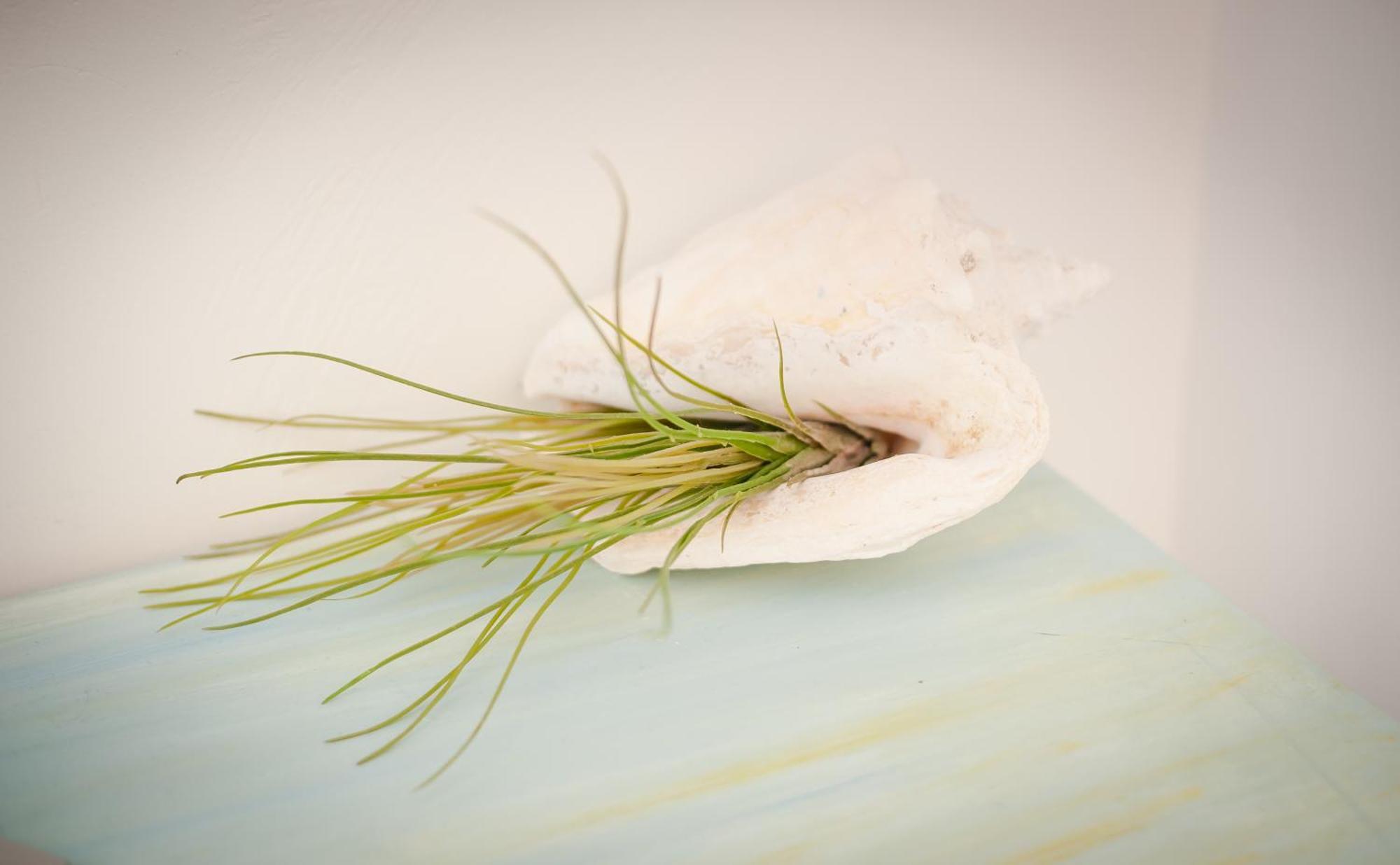 Bed and Breakfast Les 4 Elements Tourrettes-sur-Loup Pokoj fotografie
